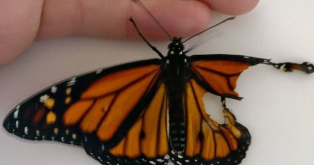 operat aripa rupta a unui fluture. Ce s-a intamplat apoi