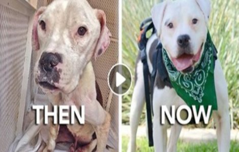 Transformarea uluitoare a unui caine abandonat pe strazi