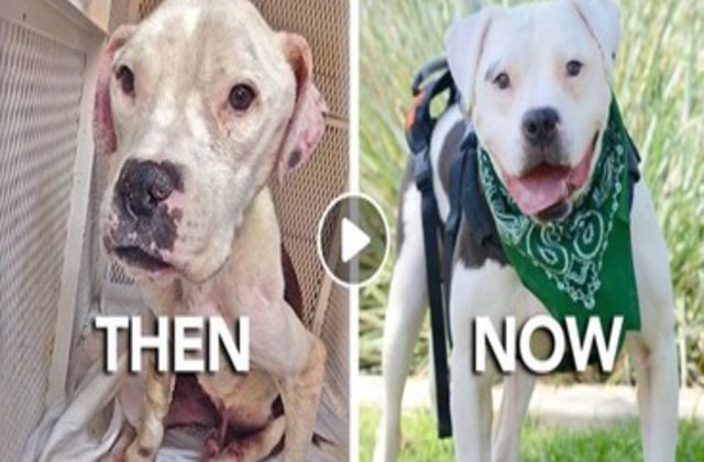 [VIDEO] Transformarea uluitoare a unui caine abandonat pe strazi