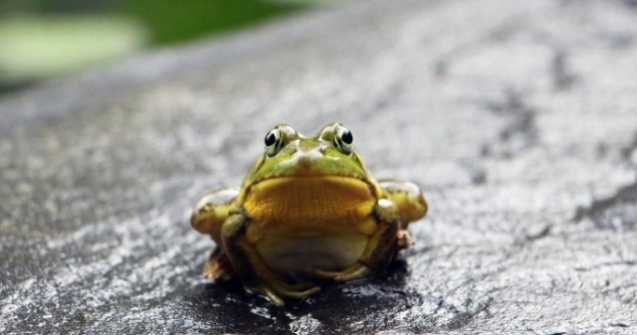 Traficul rutier pe o sosea din Franta, suspendat timp de doua luni pentru a se permite reproducerea broastelor