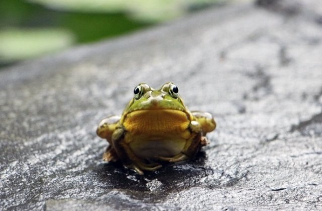 Traficul rutier pe o sosea din Franta, suspendat timp de doua luni pentru a se permite reproducerea broastelor