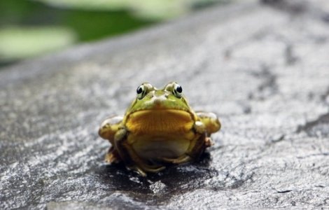 Traficul rutier pe o sosea din Franta, suspendat timp de doua luni pentru a se permite reproducerea broastelor
