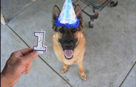  Video  Cainele care creste in 40 de secunde, cat altii intr-un an!