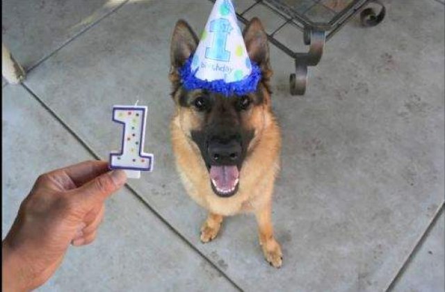 [VIDEO] Cainele care creste in 40 de secunde, cat altii intr-un an!