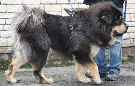  Top   Video  Dragoste la primul HAM: Are caini in valoare de 9 milioane de euro