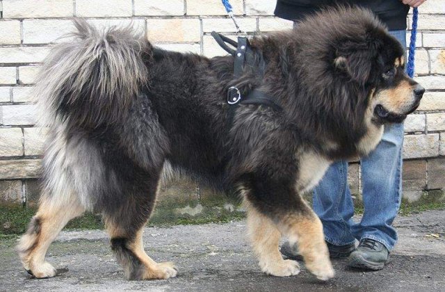 [VIDEO] Dragoste la primul HAM: Are caini in valoare de 9 milioane de euro