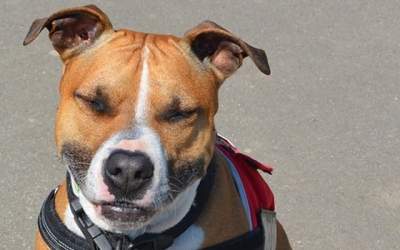 Trei persoane, in stare grava...