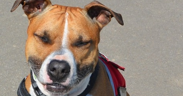 Trei persoane, in stare grava dupa ce au fost muscate de doi caini de lupta