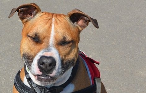 Trei persoane, in stare grava dupa ce au fost muscate de doi caini de lupta