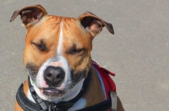 Trei persoane, in stare grava dupa ce au fost muscate de doi caini de lupta