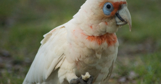 Specie de pasari din Australia, numita de localnici "arma de distrugere in masa cu pene"