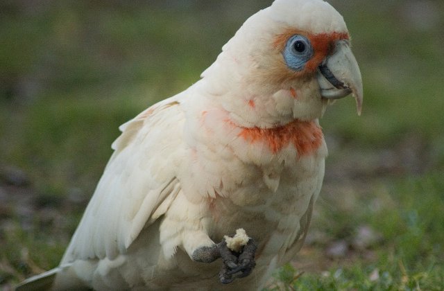 Specie de pasari din Australia, numita de localnici "arma de distrugere in masa cu pene"