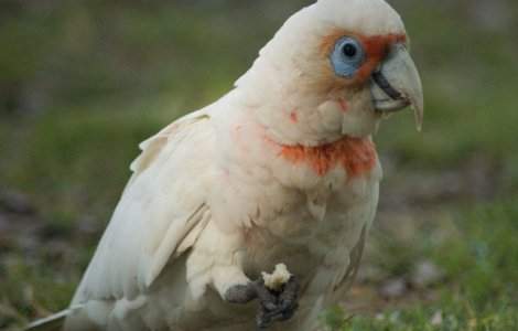 Specie de pasari din Australia, numita de localnici "arma de distrugere in masa cu pene"