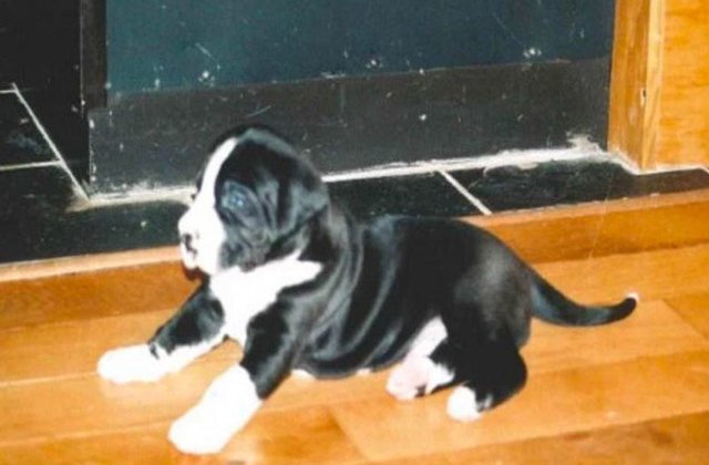 [FOTO] Au adoptat un catelus de la un adapost pentru animale. Cand au ajuns acasa, si-au dat seama de greseala