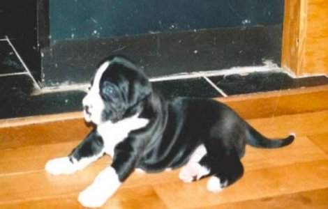 Au crezut ca au adoptat un catel normal. Ce au descoperit mai tarziu