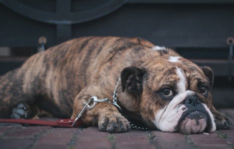  Top  10+ imagini cu animale in fata carora nu poti ramane indiferent