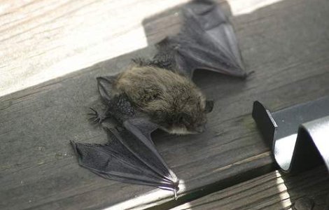 Cine e responsabil pentru "vederea de liliac" la oameni?