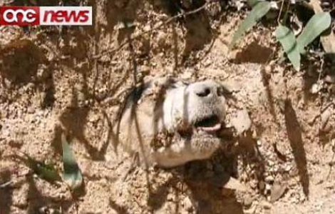  Video  Cel mai socant caz de cruzime impotriva animalelor