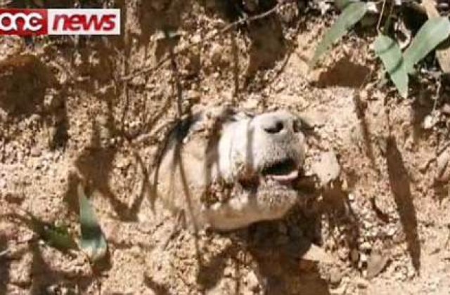[VIDEO] Cel mai socant caz de cruzime impotriva animalelor