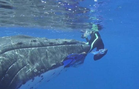Momentul uimitor in care o balena salveaza un scafandru de un rechin