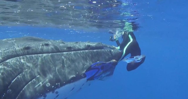 Momentul uimitor in care o balena salveaza un scafandru de un rechin