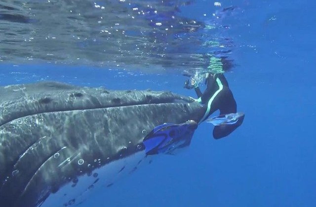 [VIDEO] Momentul uimitor in care o balena salveaza un scafandru de atacul unui rechin