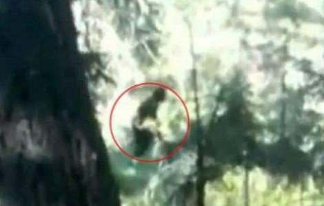  Video  Prima filmare cu Bigfoot?