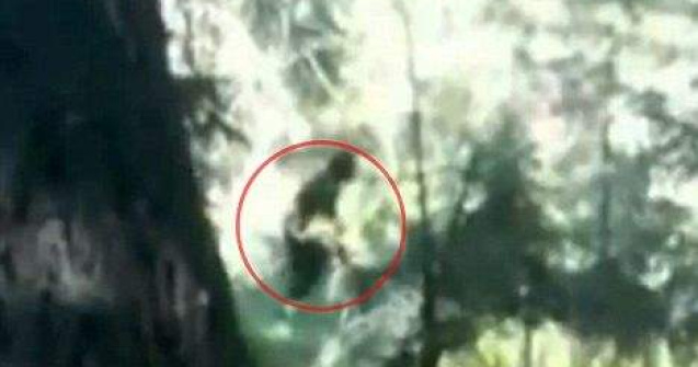  Video  Prima filmare cu Bigfoot?