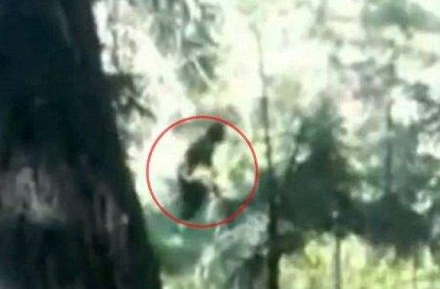 [VIDEO] Prima filmare cu Bigfoot?