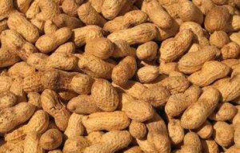 Alergia la alune, vindecata cu ajutorul unui plasture?