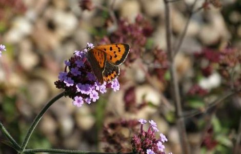 Cum spun fluturii NU sexului?