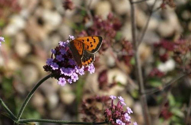 Cum spun fluturii NU sexului?