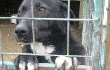 Eutanasierea maidanezilor, amanata de deputati