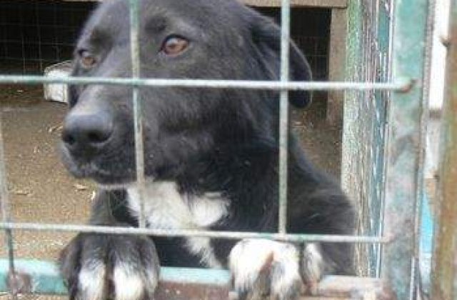 Eutanasierea maidanezilor, amanata de deputati