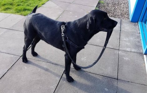  Top  10 caini devotati care ar face absolut orice pentru stapanii lor