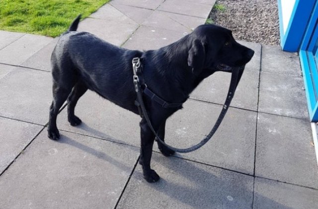 10 caini devotati care ar face absolut orice pentru stapanii lor