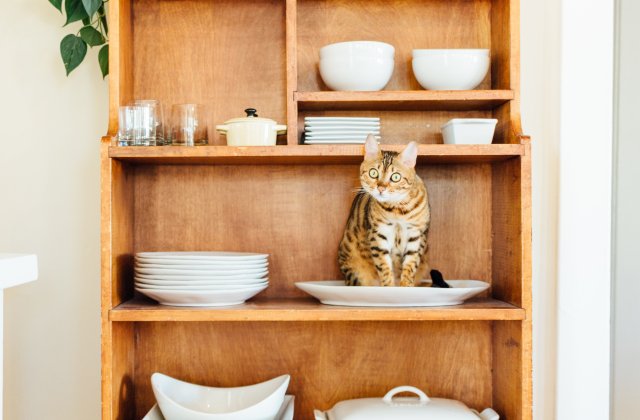 10+ pisici care s-au asezat... in cele mai nepotrivite locuri