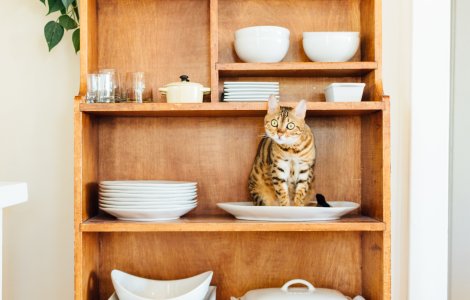  Top  10+ pisici care s-au asezat... in cele mai nepotrivite locuri