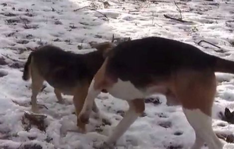 Un vanator din Rusia a fost impuscat de un catelus. Cum a fost posibil