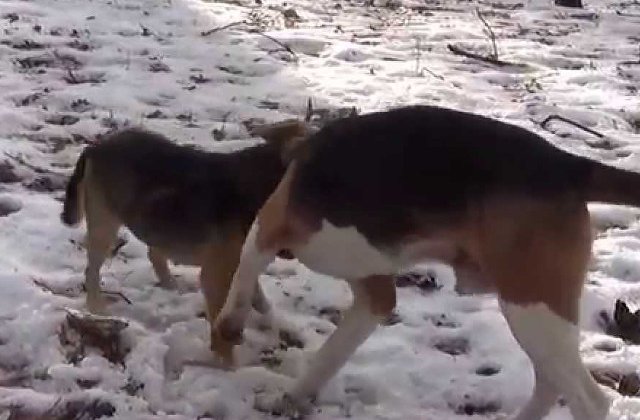 Un vanator din Rusia a fost impuscat de un catelus. Cum a fost posibil