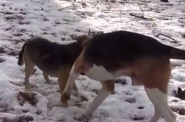 Un vanator din Rusia a fost impuscat de un catelus. Cum a fost posibil