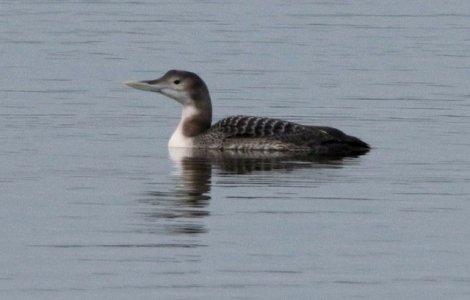 O specie noua de pasare in fauna Romaniei, descoperita de ornitologi / VIDEO