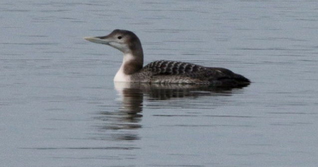 O specie noua de pasare in fauna Romaniei, descoperita de ornitologi / VIDEO