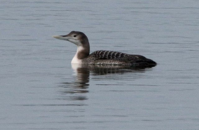 O specie noua de pasare in fauna Romaniei, descoperita de ornitologi / VIDEO