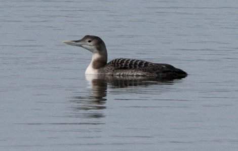 O specie noua de pasare in fauna Romaniei, descoperita de ornitologi / VIDEO