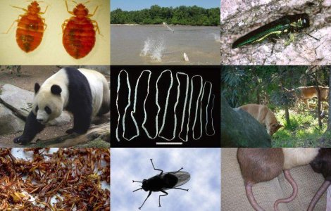  Top  Top 10 cele mai rele animale din lume