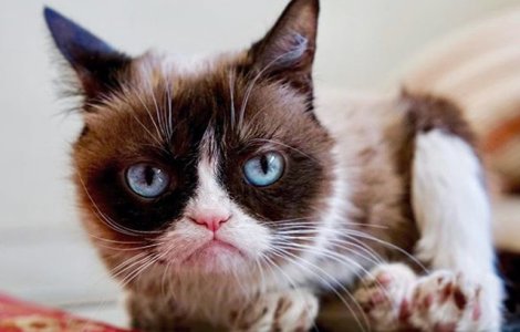 Pisica `morocanoasa` Grumpy Cat a castigat 710.000 de dolari in instanta