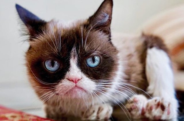 Pisica `morocanoasa` Grumpy Cat a castigat 710.000 de dolari in instanta