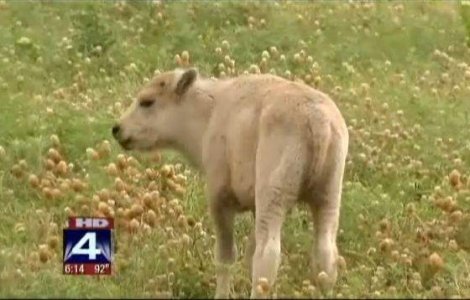  Video  S-a nascut al treilea bizon alb sacru