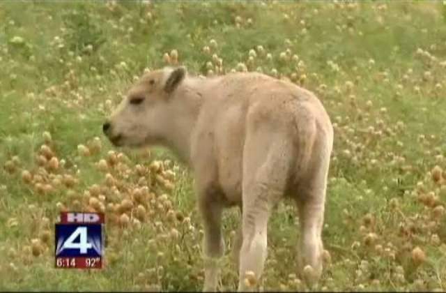 [VIDEO] S-a nascut al treilea bizon alb sacru